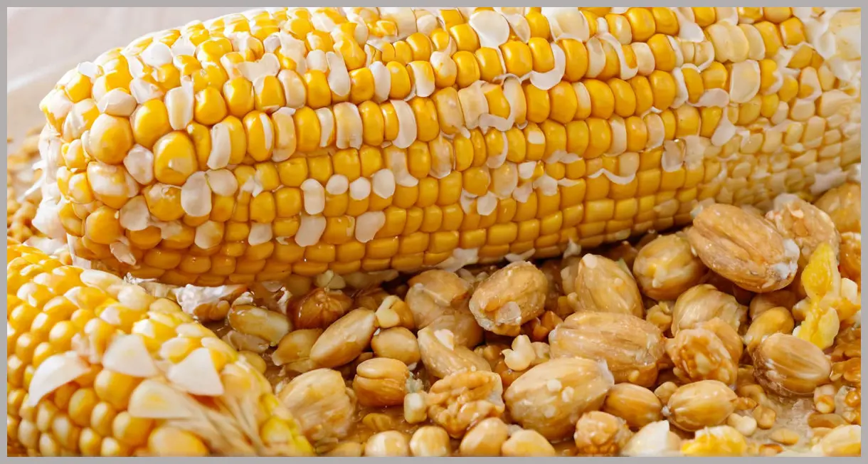 Corn on the cob peanut curry in close-up, golden kernels with crushed peanuts and coconut sauce drizzles, soft studio lighting.
