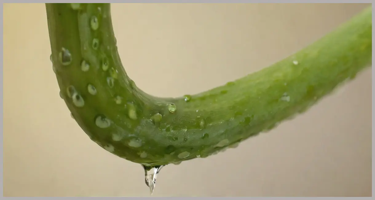 Warmed Asparagus and Lettuce Recipe