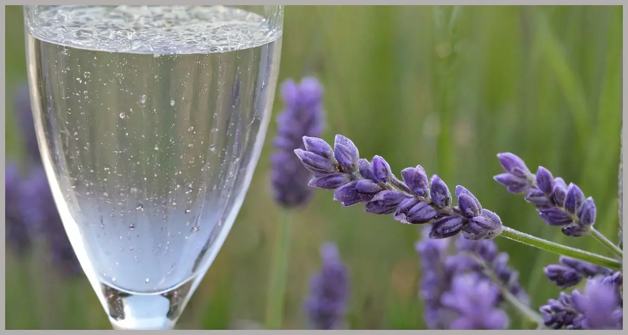 A refreshing The Botanist Fizz cocktail in a chilled champagne flute, garnished with lavender and a lemon twist, sparkling under soft golden hour light.